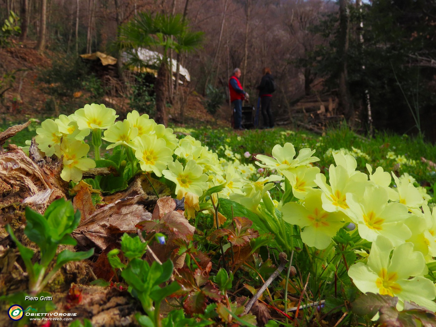 22 Primula vulgaris-Primule in fiore.JPG